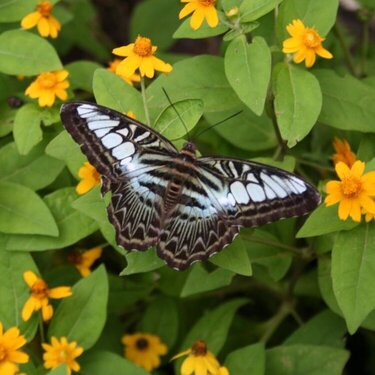 Phuket Butterfly Farm