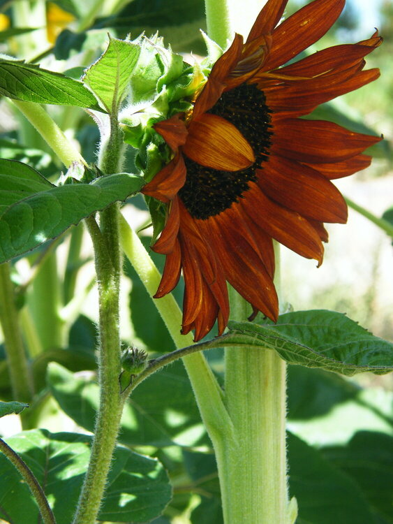 Sunflower Red