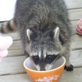 coon_and_kids_052