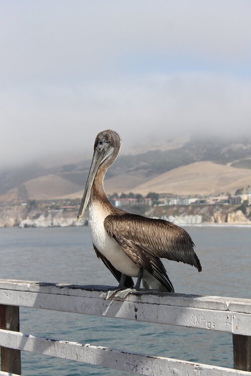 Pelican