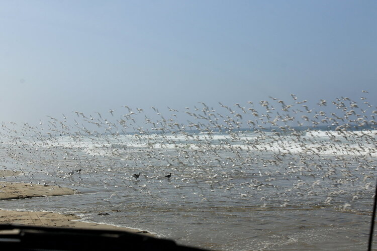Beautiful flock of sea birds