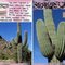 ~ the saguaro ~ ** mini album **