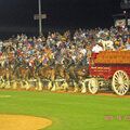 Budweiser Clydesdale's and wagon