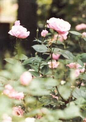 These were roses from my Mothers Yard in Texas