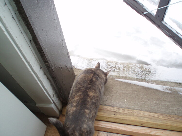 Dori checking out the snow