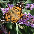 Painted Lady