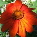 Mexican sunflower