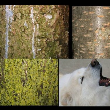 BARK-- there are all kinds