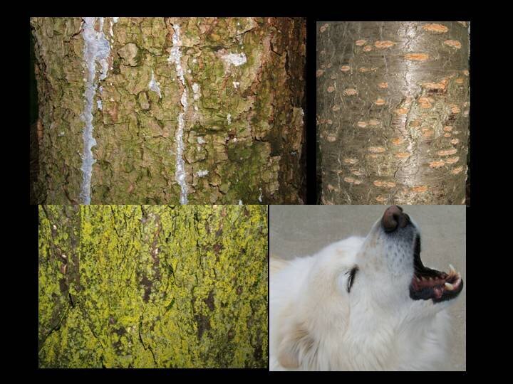 BARK-- there are all kinds