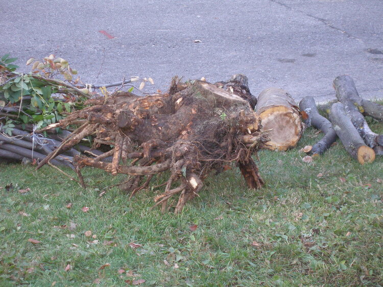 The root stump