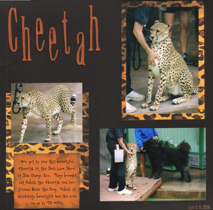 Cheetah at the San Diego Zoo 2006