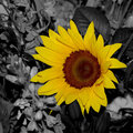 Colorized sunflower