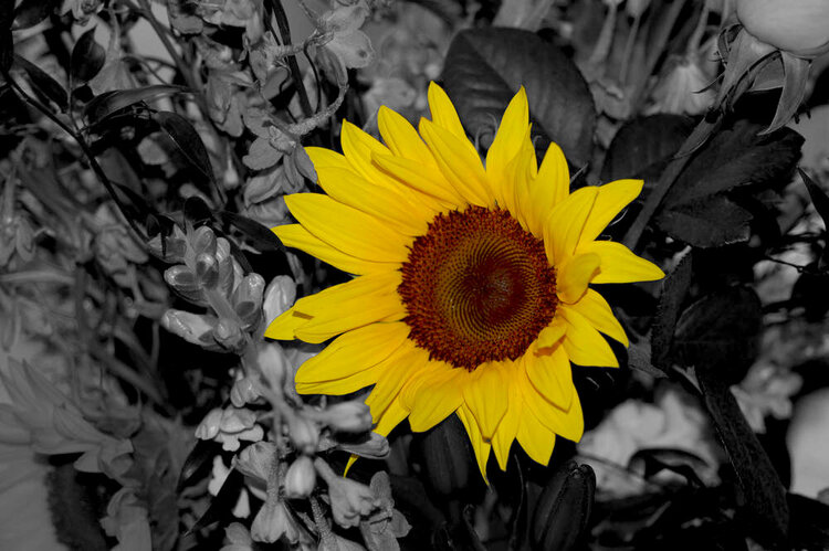 Colorized sunflower