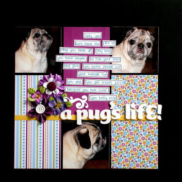 A Pug&#039;s Life