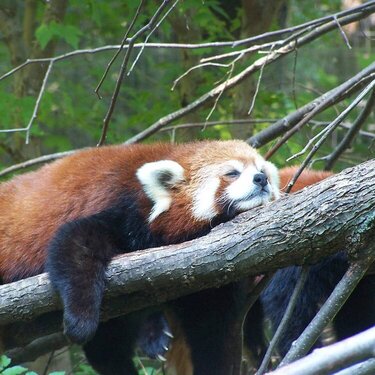 Red Panda taking a nap in the sun