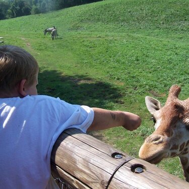 Alyx feeding  A Giraffe