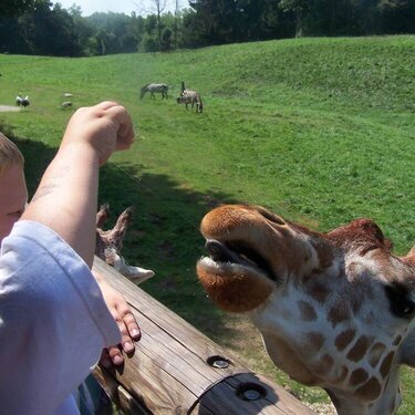 Alyx telling Giraffe to sit lol