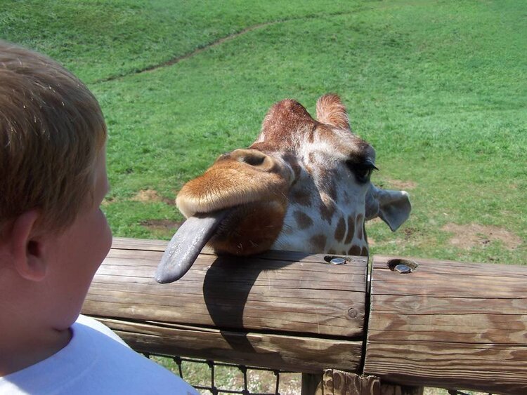 Alyx and The Giraffe sticking their tongues out at each other lol