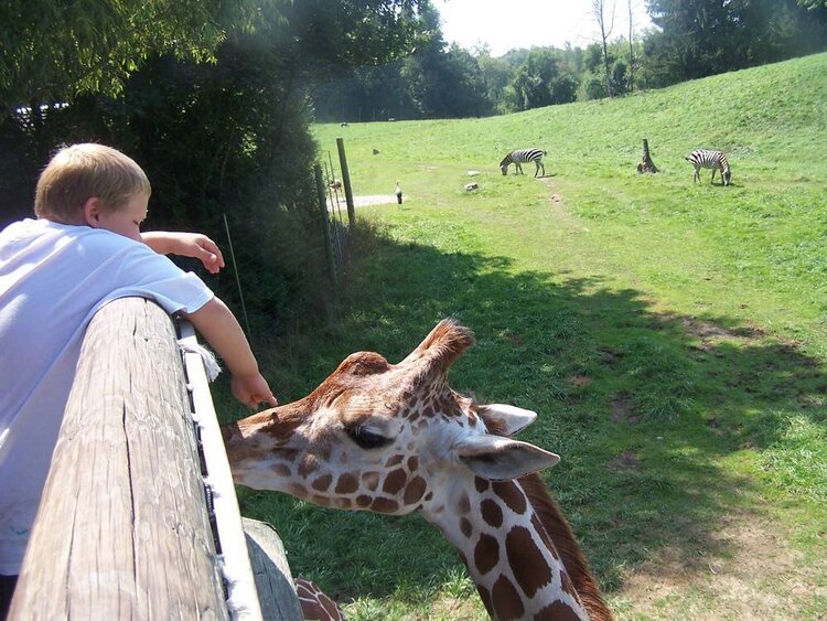 Alyx petting the Giraffe