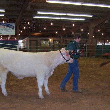 4/14 Thomas showing his steer