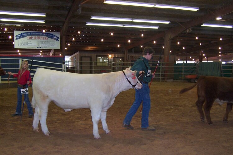 4/14 Thomas showing his steer