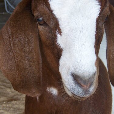 5/18 Amanda&#039;s New Goat