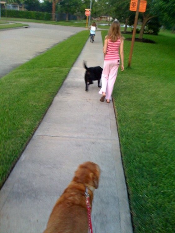 Walking the dogs