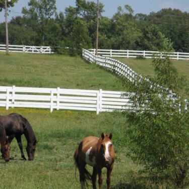 Aug 7-horses