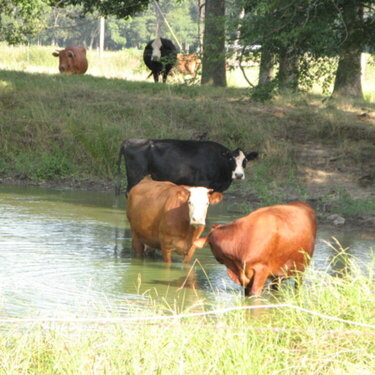 Aug 9- cows keeping cool