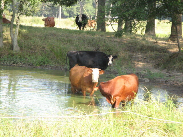 Aug 9- cows keeping cool