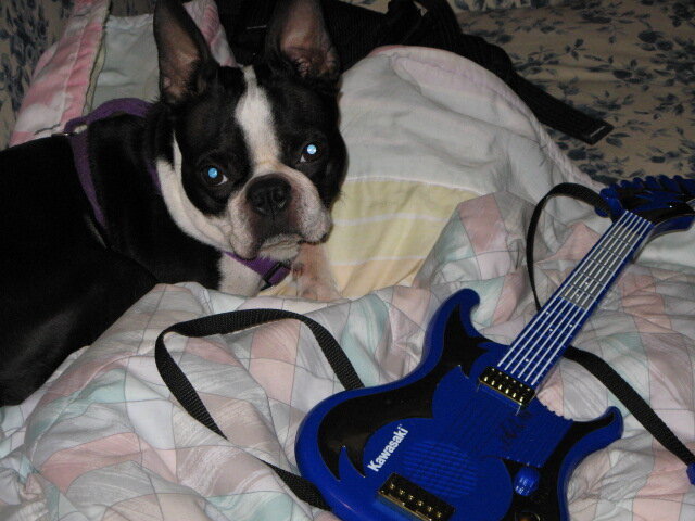 August 17= rocker dog?