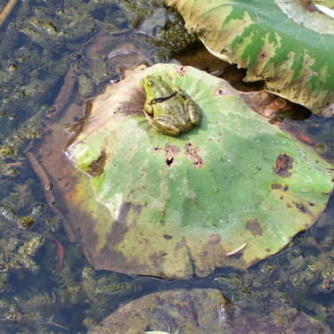 Bullfrog on the lilypad