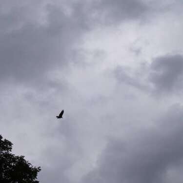 Halk in a dreary sky
