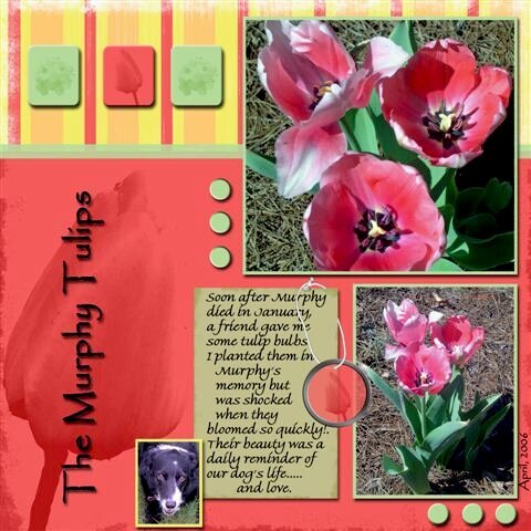 The Murphy Tulips