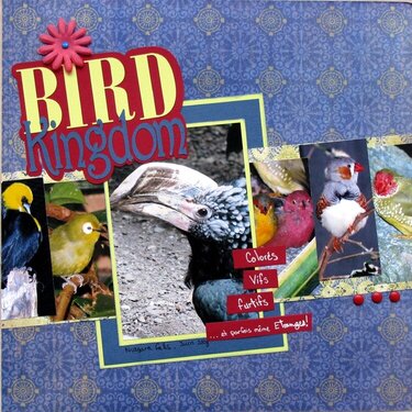 NIagara - Bird Kingdom
