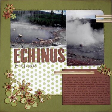 Yellowstone - Echinus