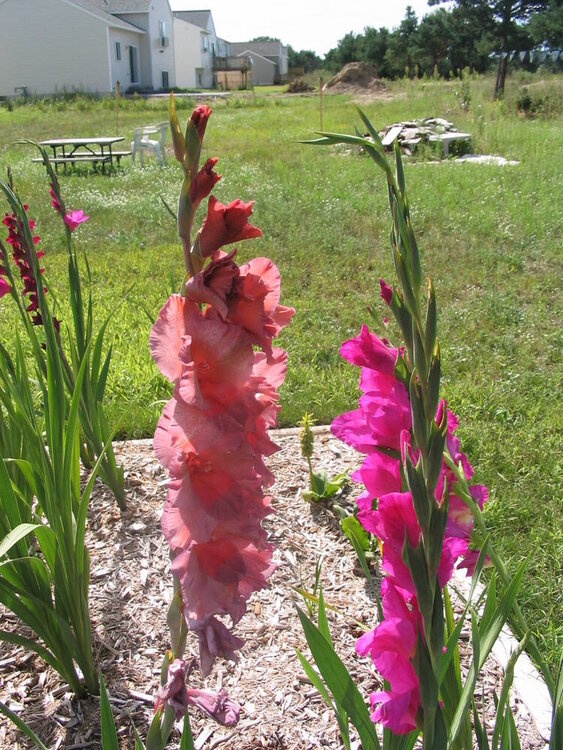 The Flowers I planted &amp;amp; An Awesome Sky