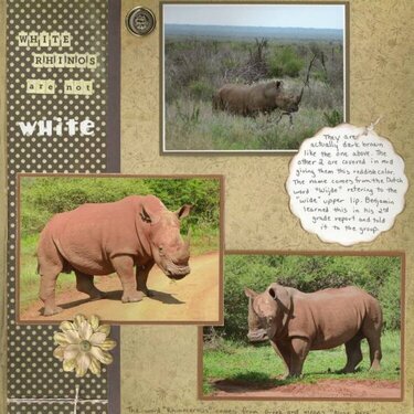 White Rhinos are not White