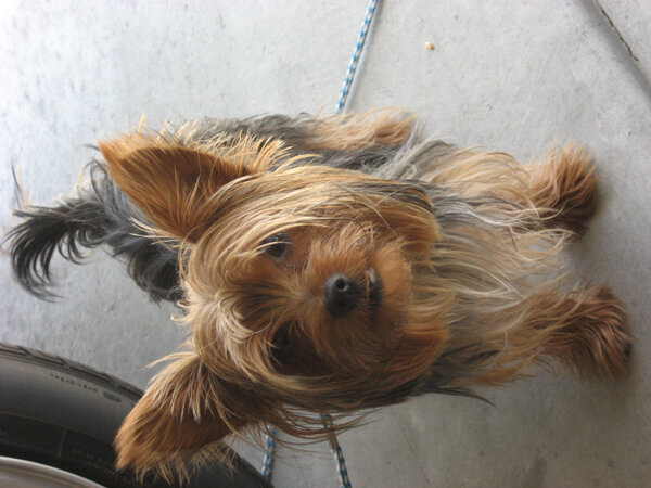 Buster - my Yorkie
