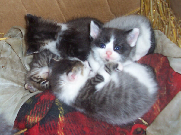 May 3- Baby kitties