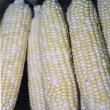 #16 Corn on the Cob