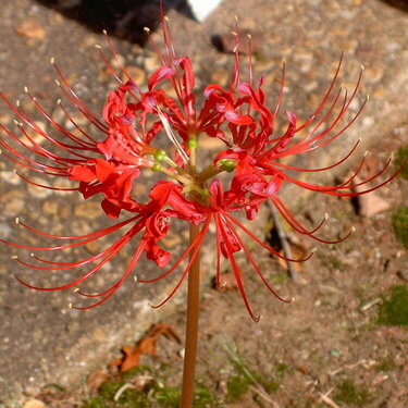 Mysterious Red Flower