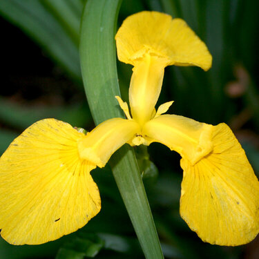 Yellow Orchid