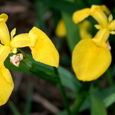 2 Yellow Orchids
