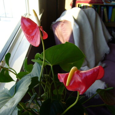 #1 - Anthurium Flowers