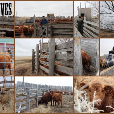 JFF - Sorting calves