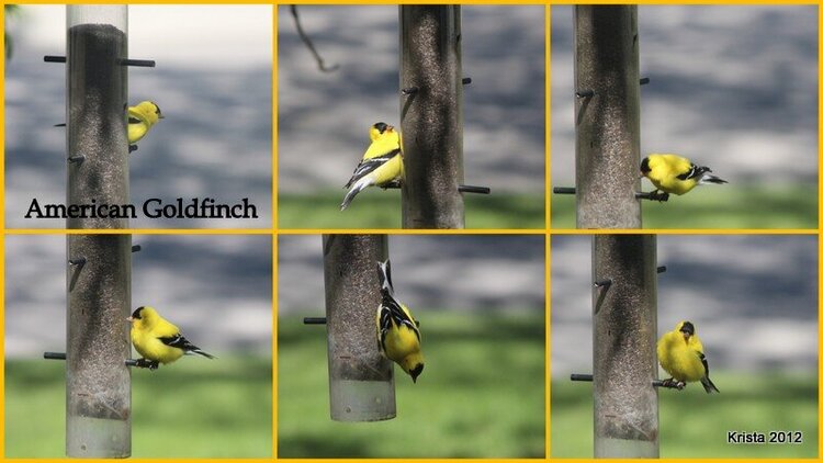 POD #11 - American Goldfinch