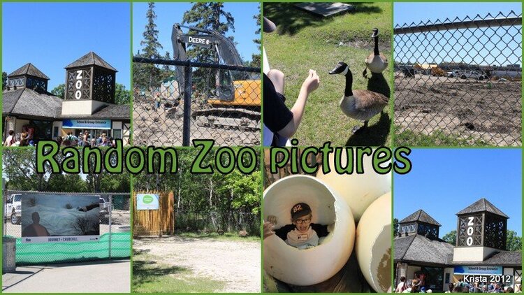 POD #3 - Random Zoo Pictures