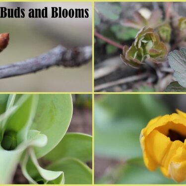 Mini#8 - Budding or Blooming