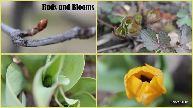 Mini#8 - Budding or Blooming